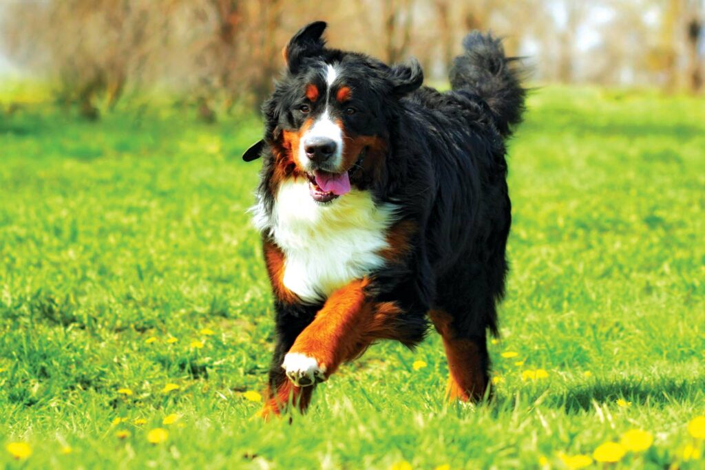 How Do Dogs Age? - RobinAge