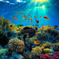 Great Barrier Reef Can SurviveEnvironment News for Kids