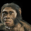 Ancient Human Relatives Climbed Like ApesEnvironment News for Kids