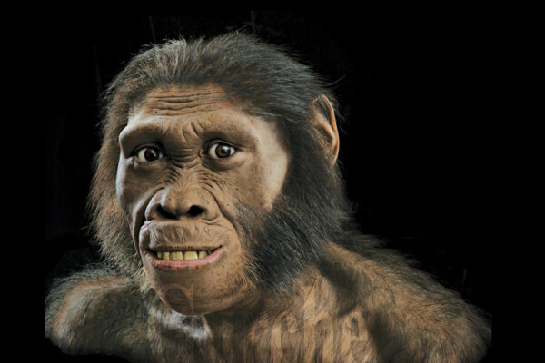 Ancient Human Relatives Climbed Like Apes