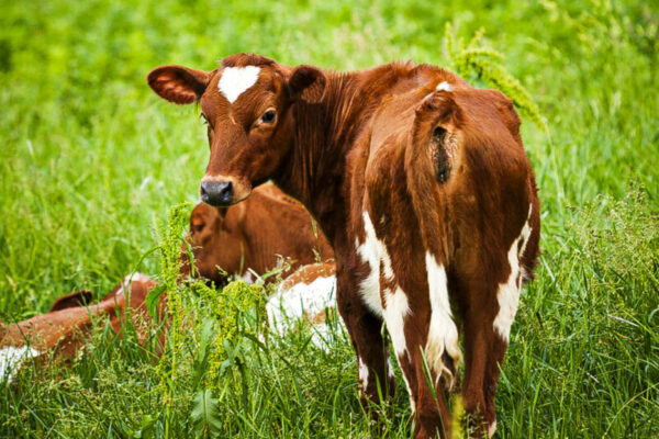 Dung That Doesn’t Produce Methane