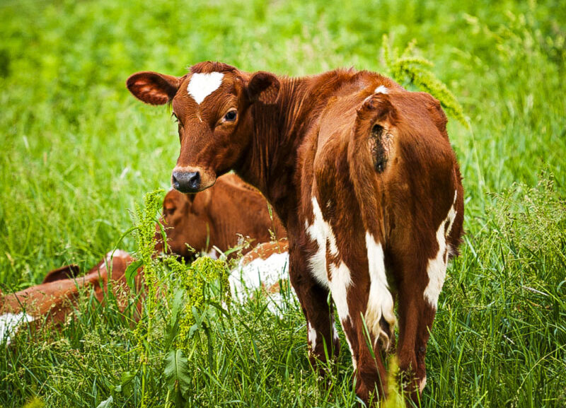 Dung That Doesn’t Produce Methane