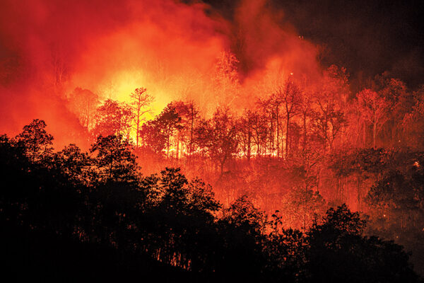 Brazilian Wildfires Killed 17 Million Animals