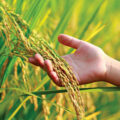 School Students Harvest Paddy - Kid Friendly News