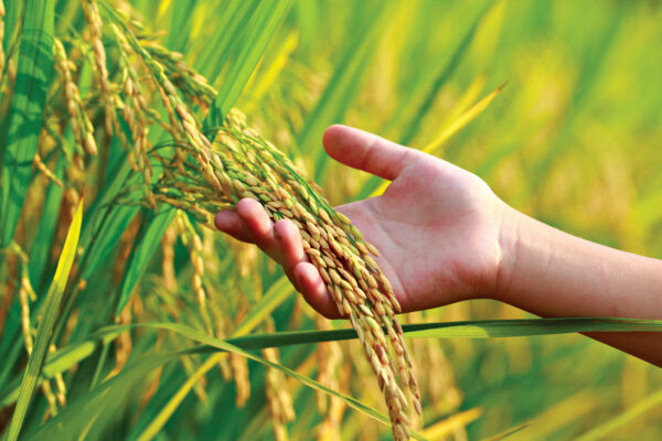 School Students Harvest Paddy