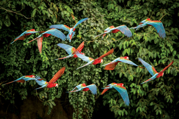Amazon Birds Are Becoming Smaller