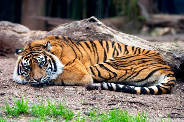 Collarwali: Bidding Adieu to Madhya Pradesh’s Most Famous Tigress