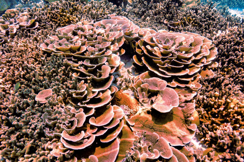 Rose-shaped Coral Found