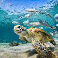 Hearing loss in Turtles - Environment News for Kids
