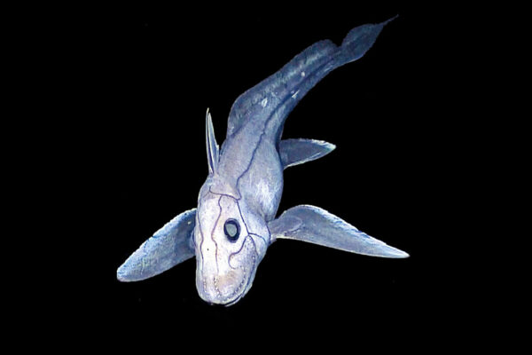 Baby Ghost Shark Discovered
