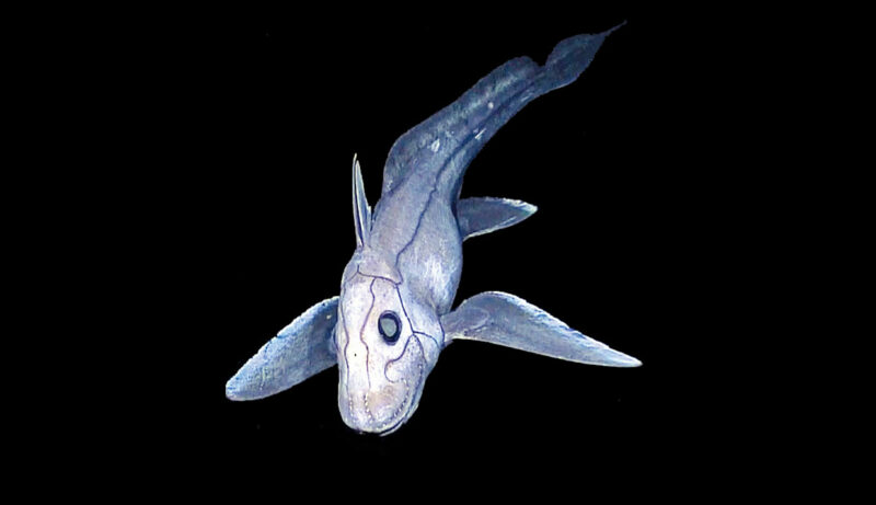 Baby Ghost Shark Discovered