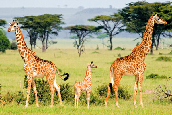 Tanzania: Home of the Serengeti