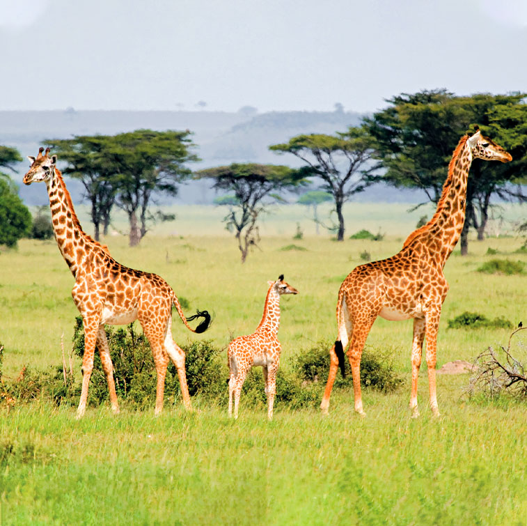 Tanzania: Home of the Serengeti