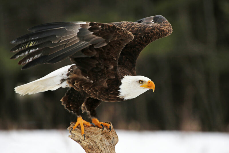 Bald Eagle Population Decreasing