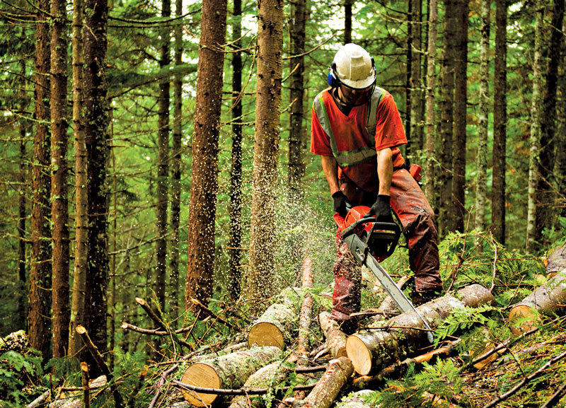 Mumbai Records Maximum Decrease in Tree Cover