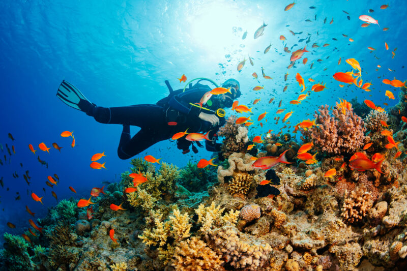 45,000 Marine Species at Risk