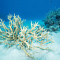 Great Barrier Reef - Environment News for Kids