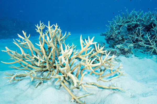 Great Barrier Reef Suffers Severe Coral Bleaching 