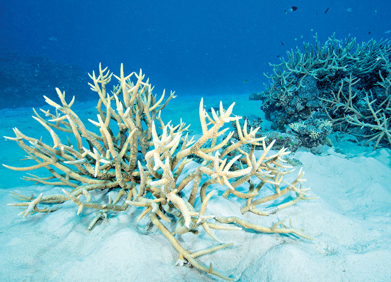 Great Barrier Reef Suffers Severe Coral Bleaching 