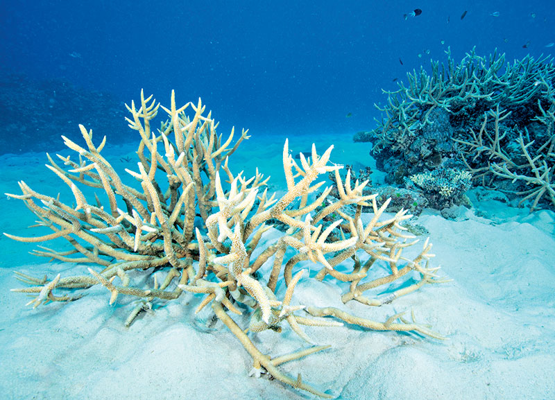 Great Barrier Reef Suffers Severe Coral Bleaching
