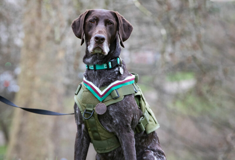 Police Dog Hertz Wins Special UK Honour