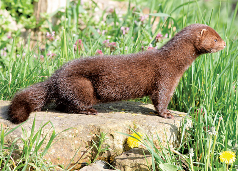 Fur Farming Banned in Ireland