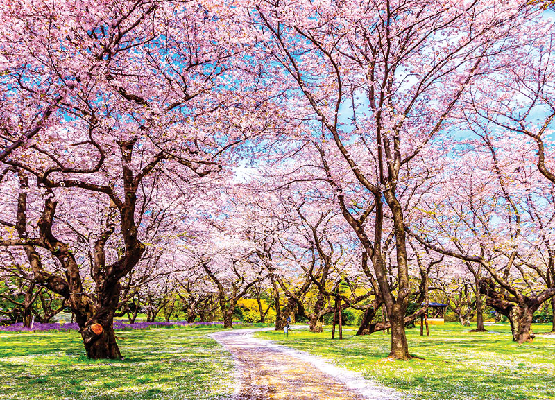 Japan: The Land of the Rising Sun