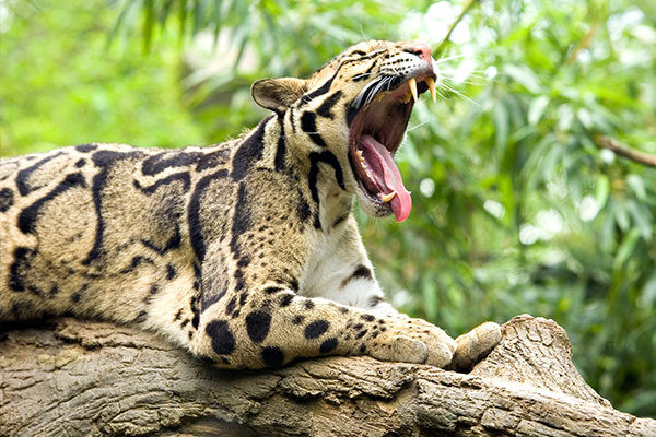 State Animal: Clouded Leopard