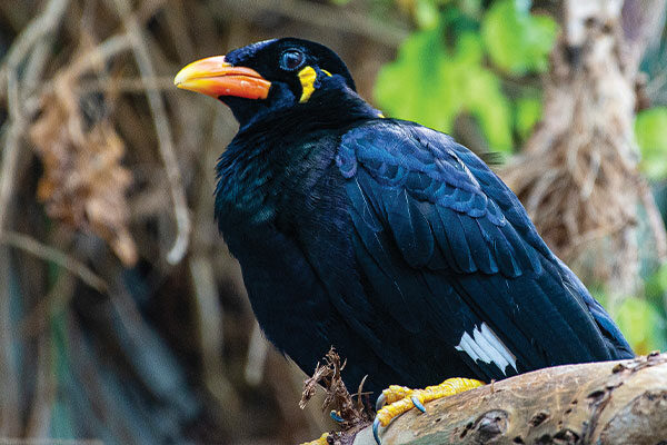 State Bird: Common Hill Myna
