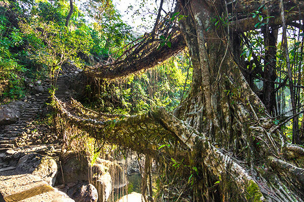 Shillong River Roots