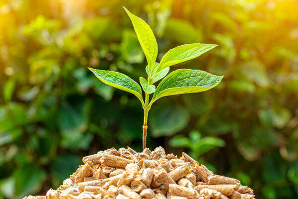 Biomass Energy: Making the Most of Nature
