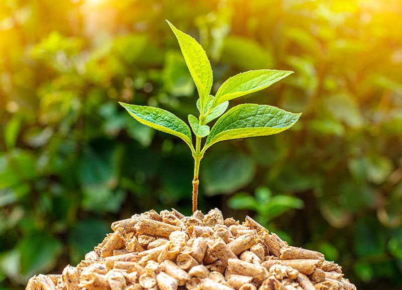 Biomass Energy: Making the Most of Nature