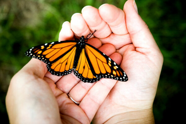 Conserve Butterflies, Save the Environment