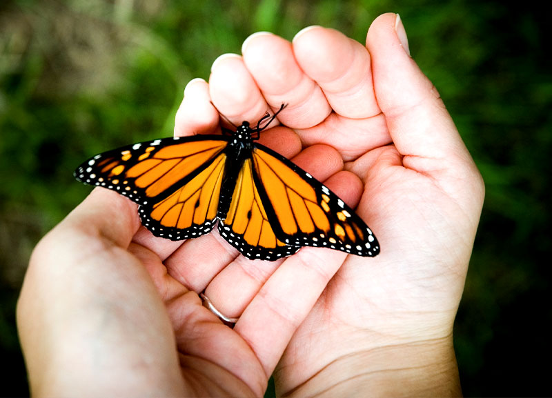 Conserve Butterflies, Save the Environment