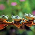 Endangered Frogs Released Into the Wild