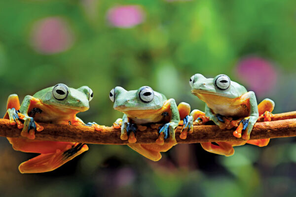 Endangered Frogs Released Into the Wild