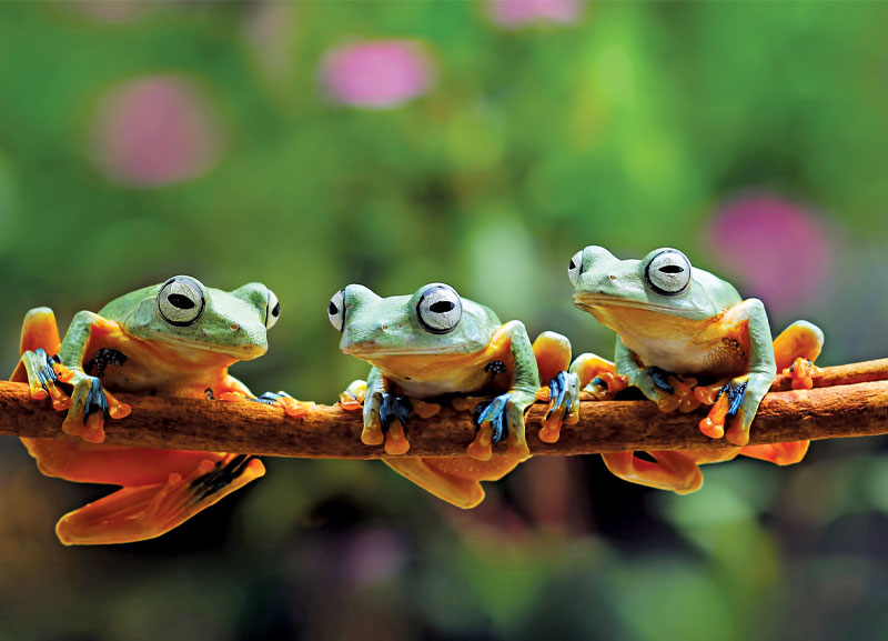 Endangered Frogs Released Into the Wild