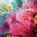 Coral Reefs to Be Grown at the Base of Wind Turbines - Environment News for Kids