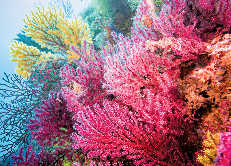 Coral Reefs to Be Grown at the Base of Wind Turbines