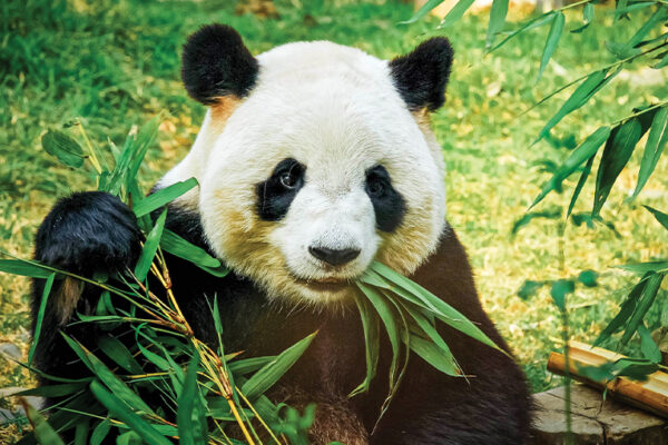 National Animal: Giant panda