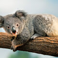 Queensland’s Koala Protection - Environment News for Kids