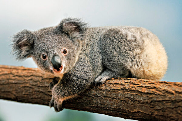 Queensland’s Koala Protection Strategy