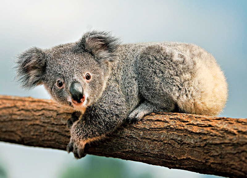 Queensland’s Koala Protection Strategy