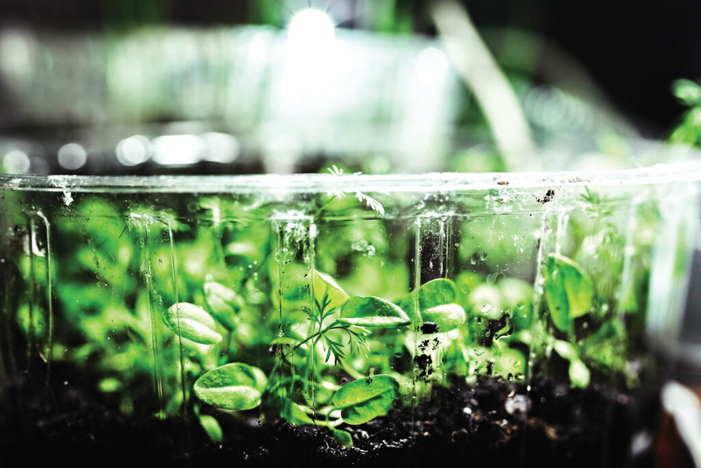 Plants Grown in Lunar Soil RobinAge