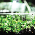 Plants Grown in Lunar Soil - News for Kids