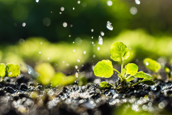 The Magic of the Monsoons