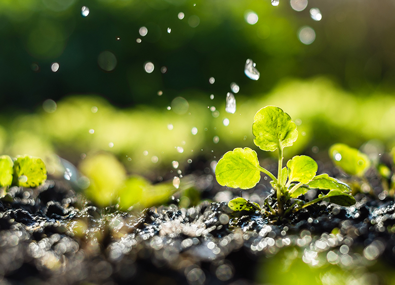 The Magic of the Monsoons