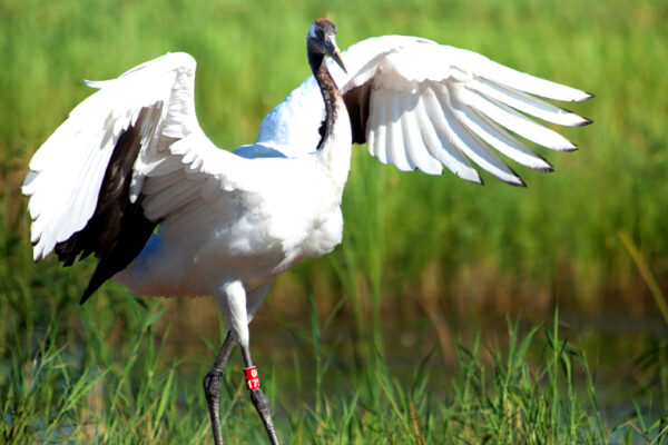 National Bird: Red-crowned crane