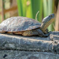 Steve Irwin’s Turtle - Environment News for Kids