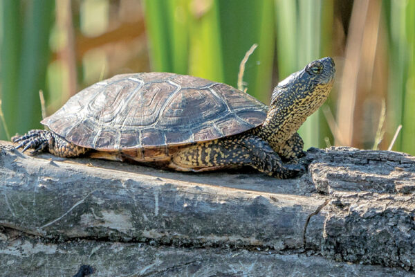 After 25 Years, Steve Irwin’s Turtle Rediscovered 